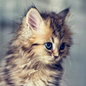 Meet your Posher, Adriana